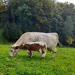 Schornhof Oberwolfach