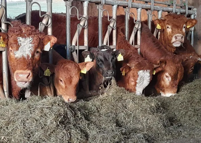 Schornhof Lägenhet *